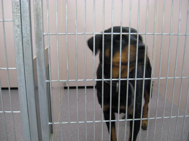 Other Photos of thie Dog