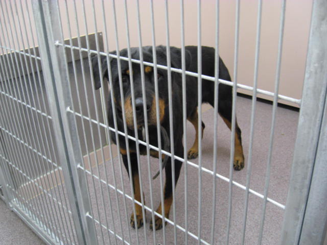 Other Photos of thie Dog
