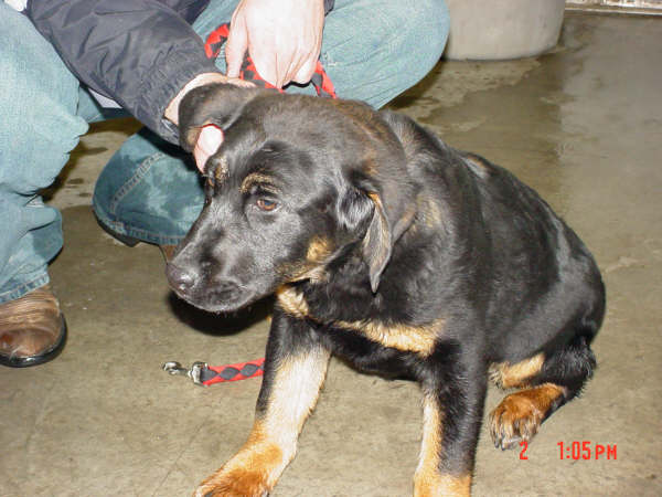 Other Photos of thie Dog