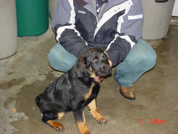 Other Photos of thie Dog