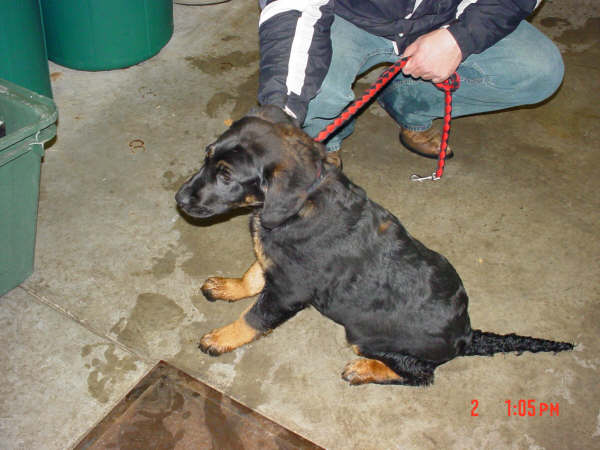 Other Photos of thie Dog