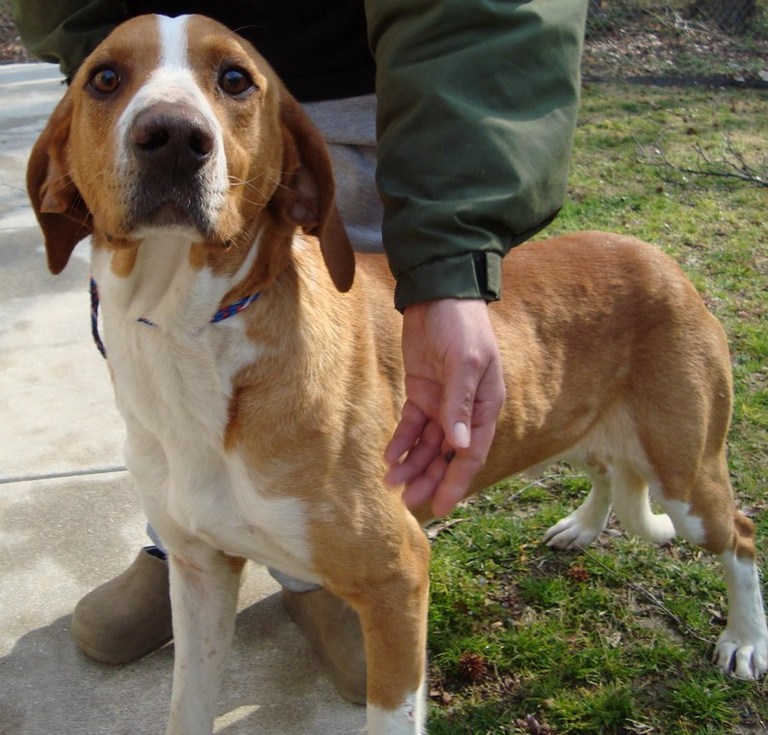 Other Photos of thie Dog