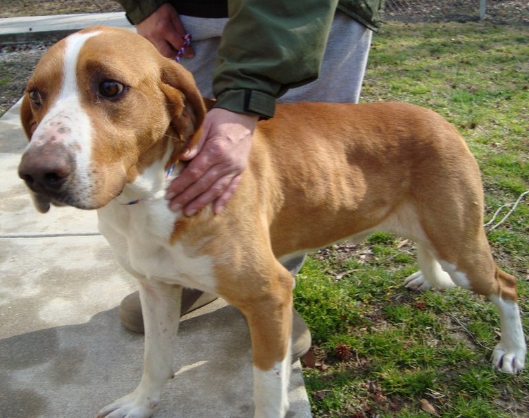 Other Photos of thie Dog
