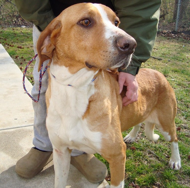 Other Photos of thie Dog