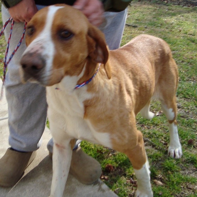 Other Photos of thie Dog