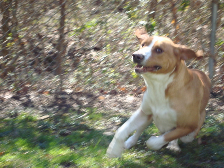 Other Photos of thie Dog