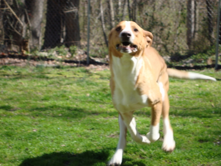 Other Photos of thie Dog
