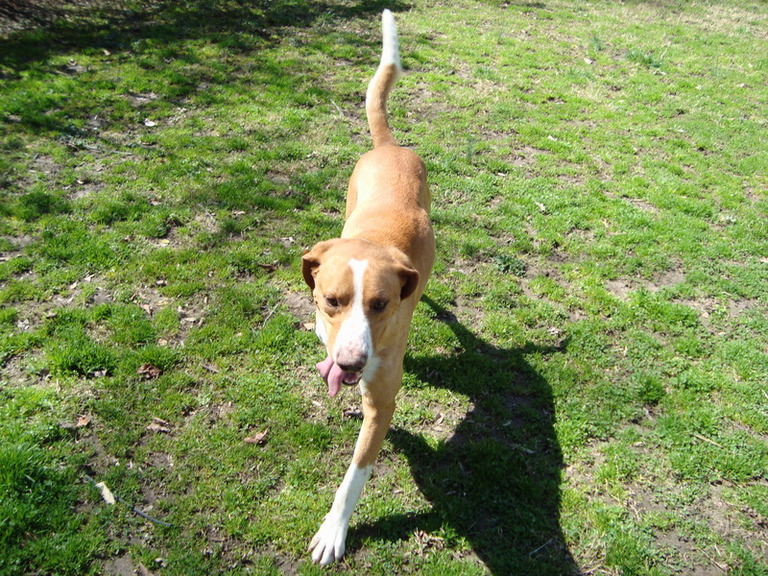 Other Photos of thie Dog