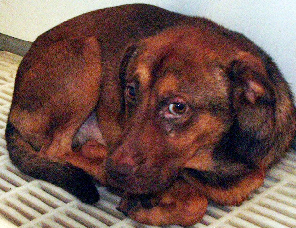 Other Photos of thie Dog