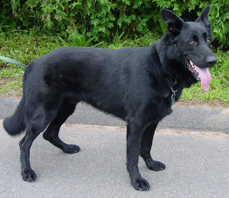 Full grown best sale black german shepherd