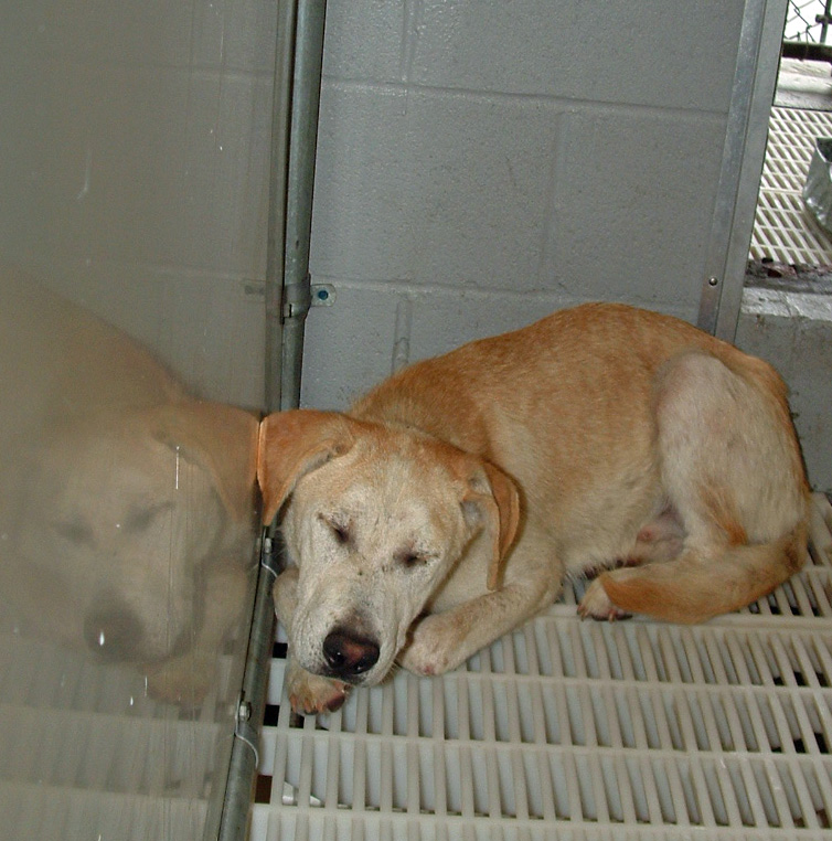 Other Photos of thie Dog