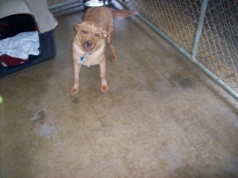 Other Photos of thie Dog