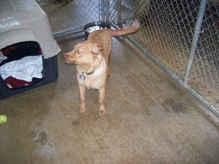 Other Photos of thie Dog