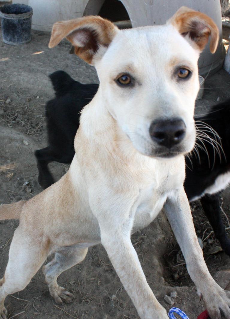 Other Photos of thie Dog