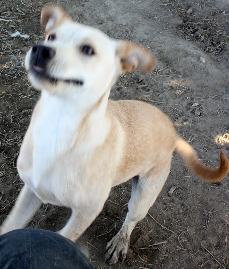 Other Photos of thie Dog