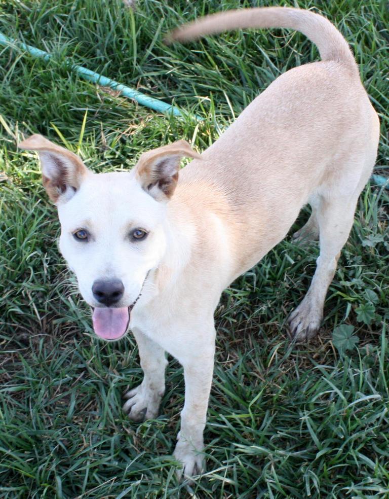 Other Photos of thie Dog
