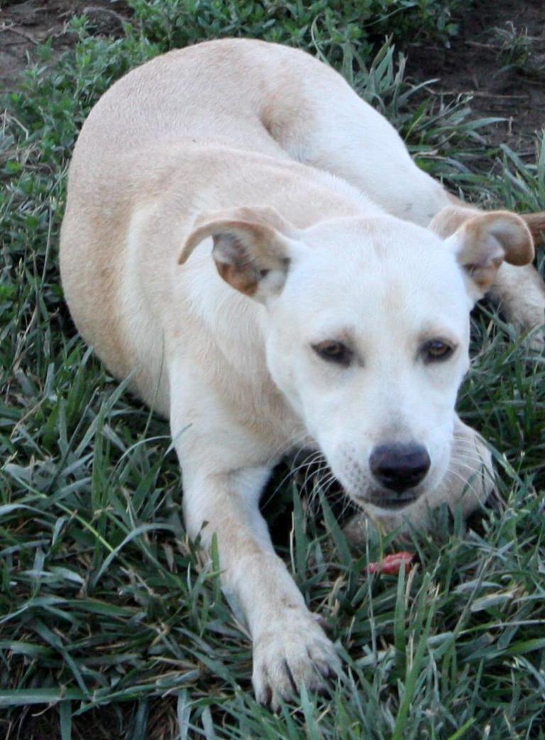 Other Photos of thie Dog