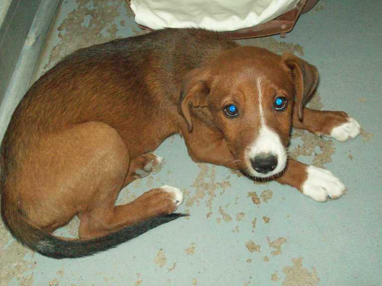 Main Photo of this Dog