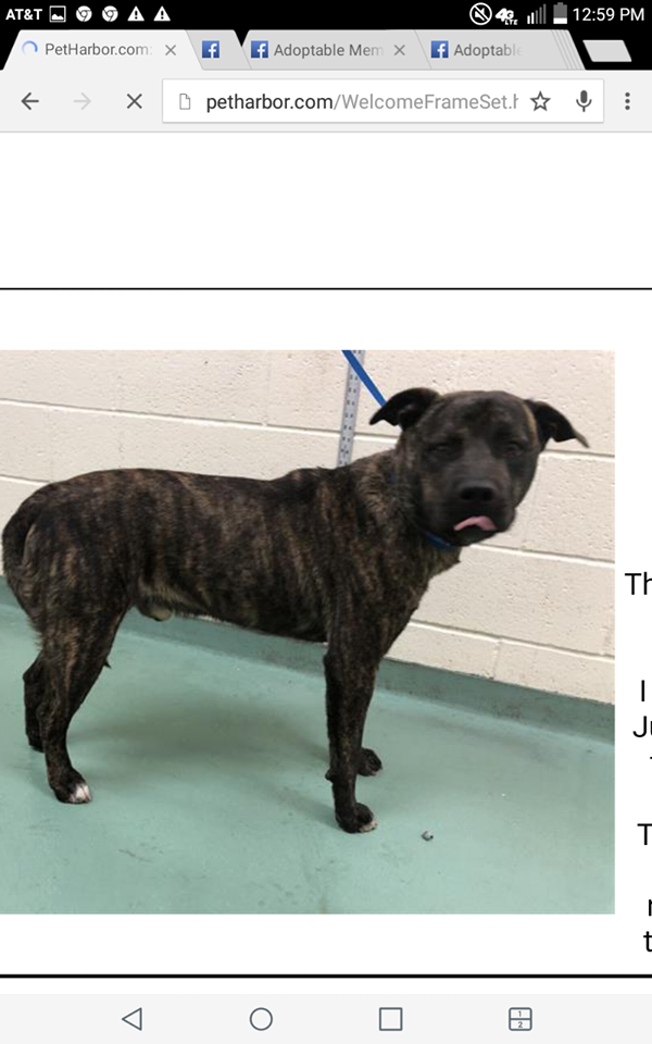 Other Photos of thie Dog