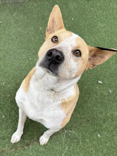 Main Photo of this Dog