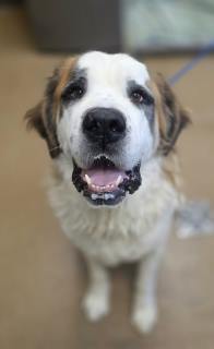 Sebastian, a Saint Bernard St. Bernard, available for adoption