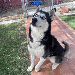 DogInDanger of Being Killed