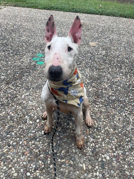 Main Photo of this Dog