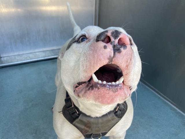 Miklo, a Pit Bull Terrier, available for adoption