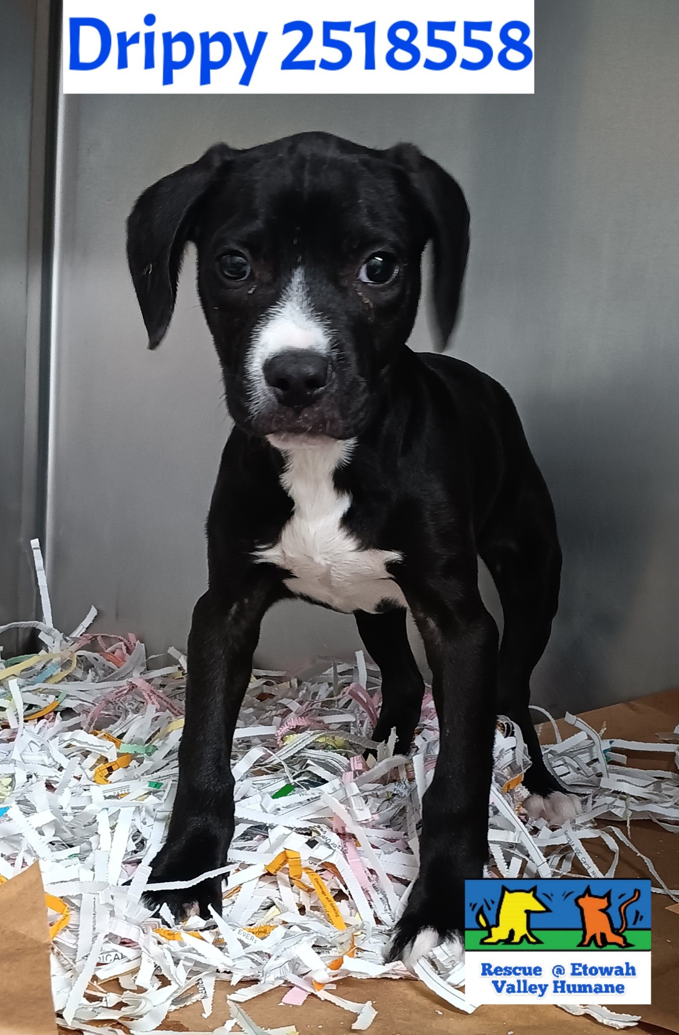 Main Photo of this Dog