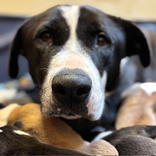 Other Photos of thie Dog