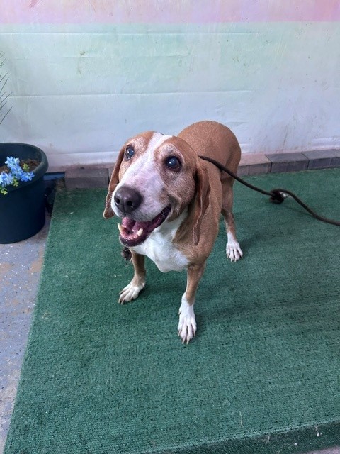 Gia, a Beagle, available for adoption
