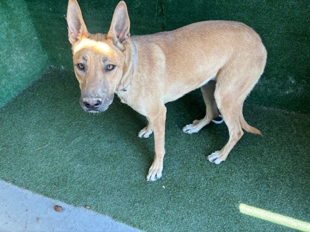 Money, a German Shepherd, available for adoption