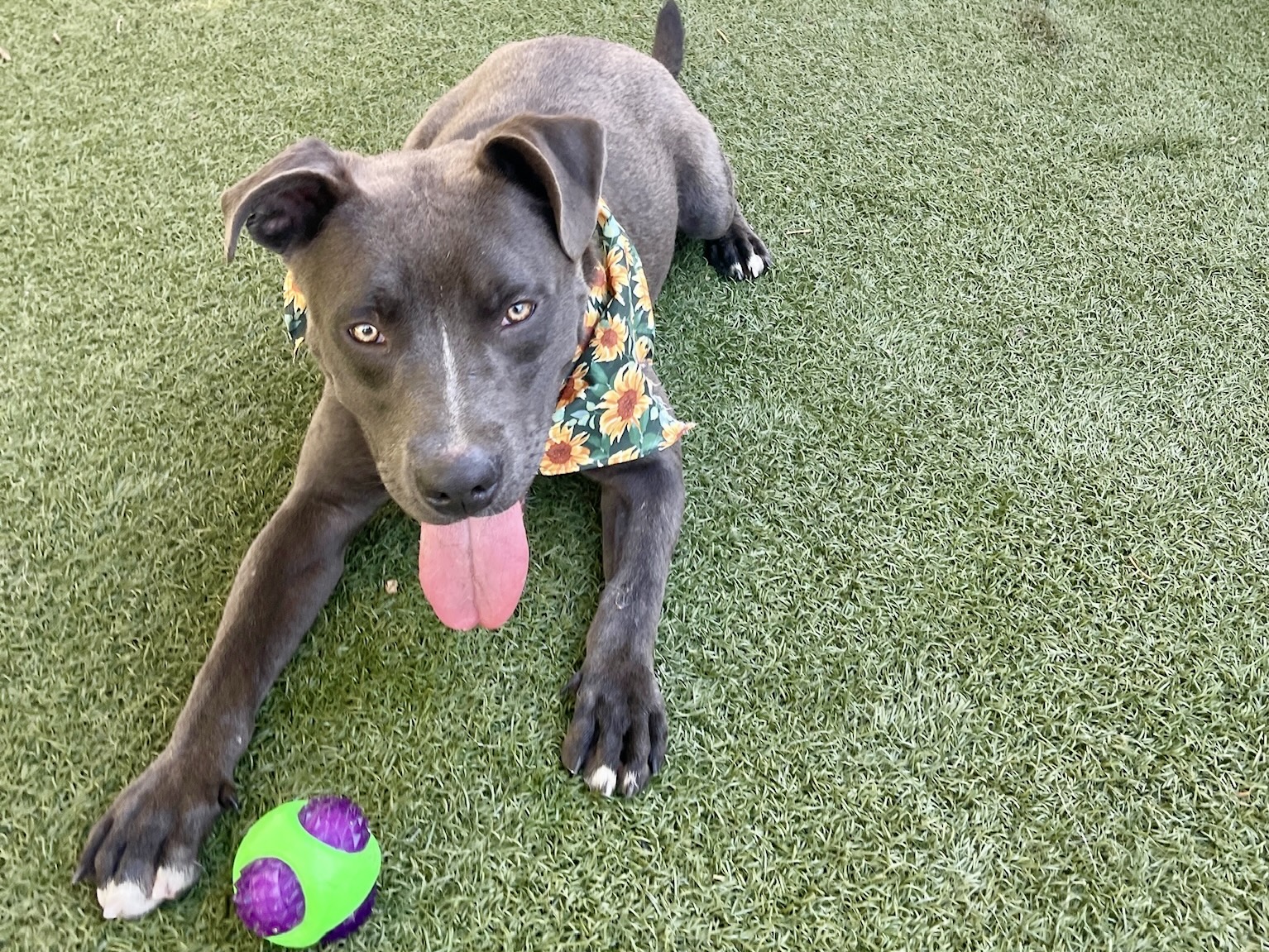 Baloo, a Labrador Retriever, available for adoption