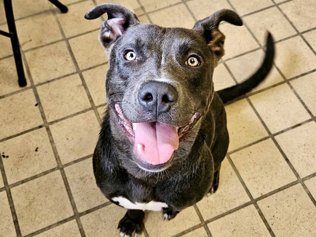 Baloo, a Labrador Retriever, available for adoption