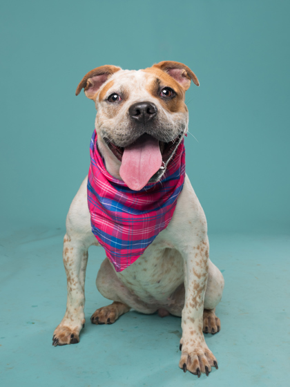 Furcilla4, a American Bulldog, available for adoption