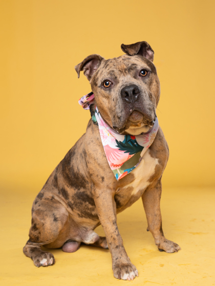 Frasier4, a American Bulldog, available for adoption