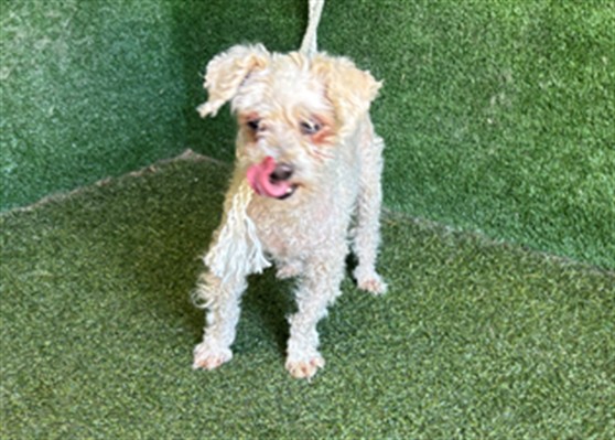 Guadalupe, a Poodle, available for adoption