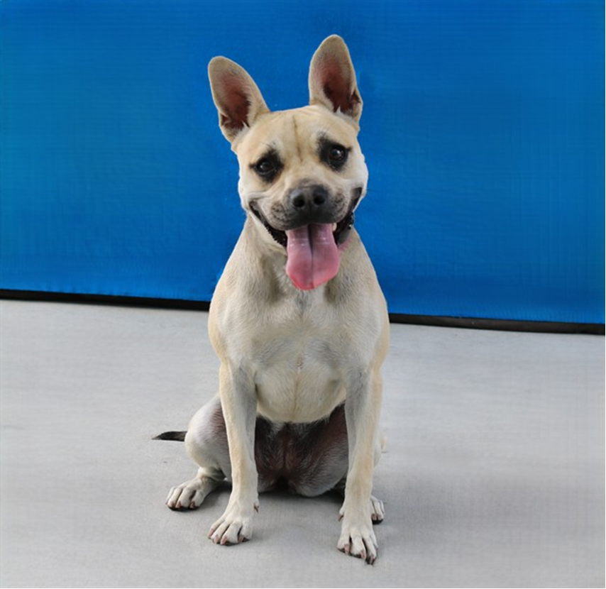 Baby, a French Bulldog, available for adoption
