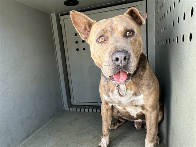 Scrappy, a Pit Bull Terrier, available for adoption