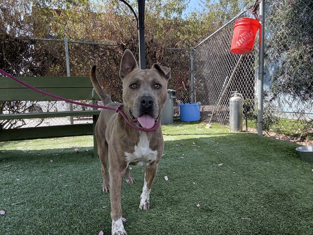 Adoptable pet photo