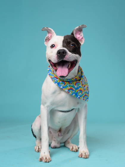 Nugget, a Terrier, available for adoption