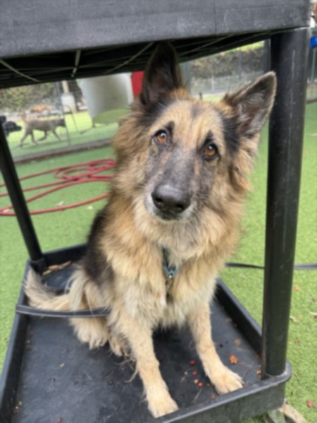 Mai Mai, a Belgian Shepherd Tervuren (mix breed), available for adoption