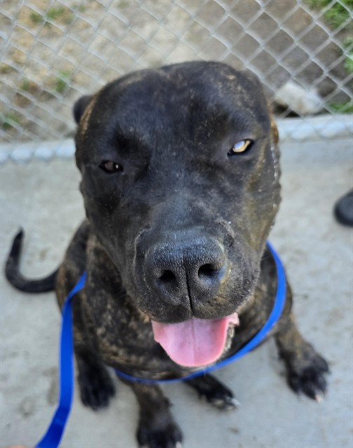 Amor, a Presa Canario, available for adoption