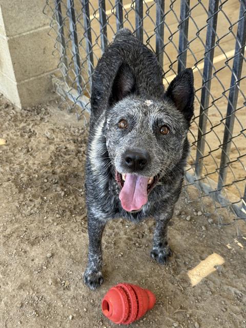 Santos, a Australian Cattle Dog/Blue Heeler, available for adoption