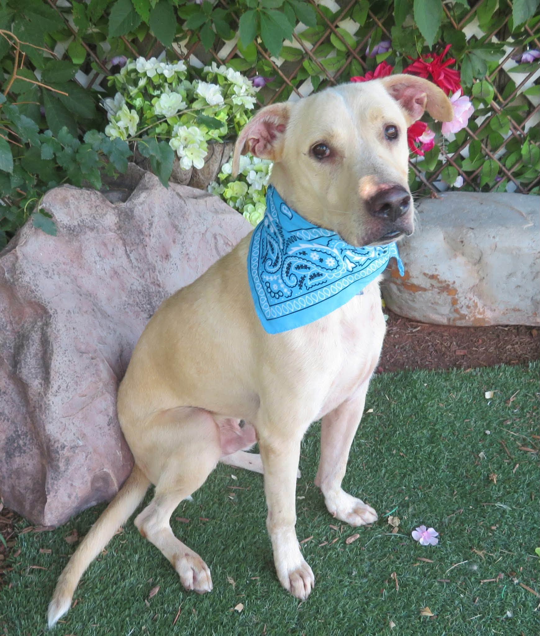 Enzo, a Labrador Retriever, available for adoption