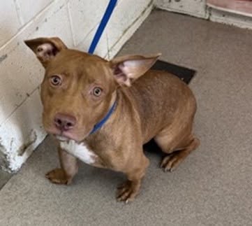 Bae Bae, a Pit Bull Terrier, available for adoption