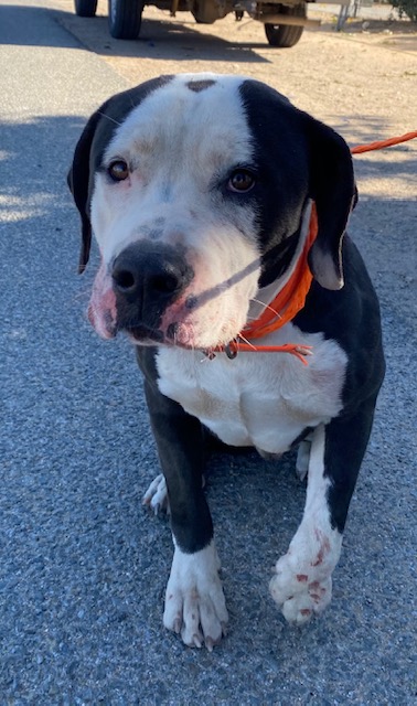 Chance, a Pit Bull Terrier (mix breed), available for adoption