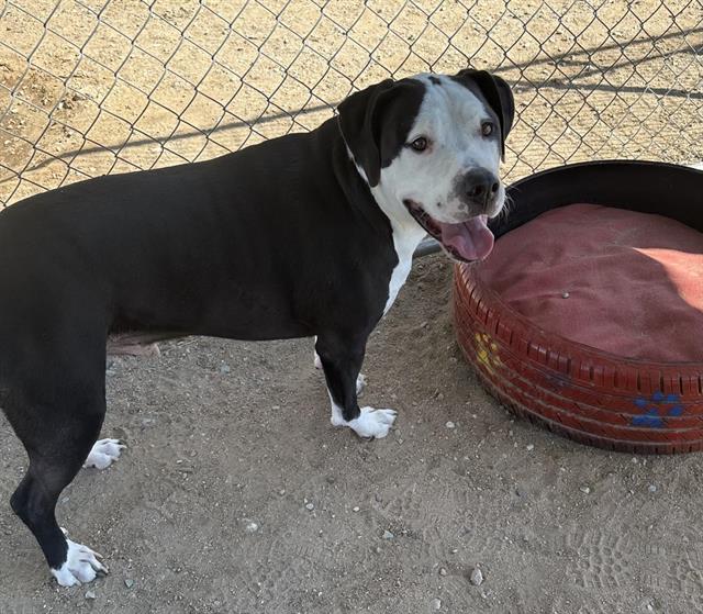 Chance, a Pit Bull Terrier (mix breed), available for adoption