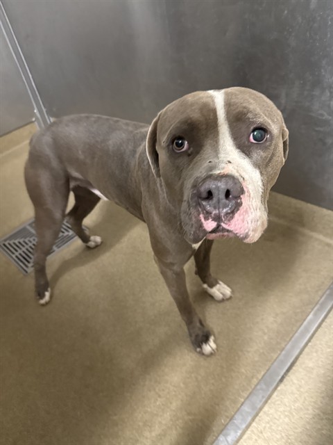 Earl, a Pit Bull Terrier, available for adoption