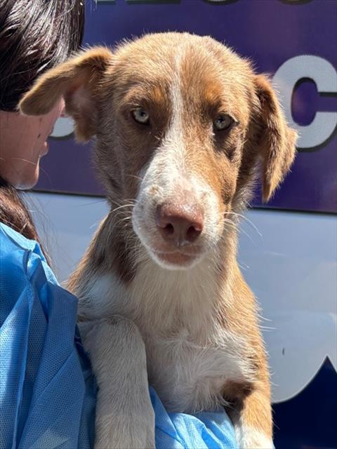 Koa, a Australian Shepherd, available for adoption